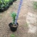 茶花10~20cm