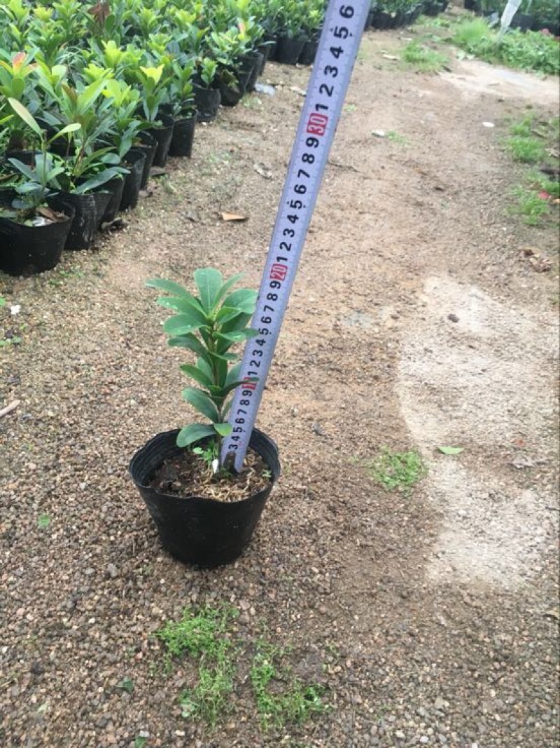 茶花10~20cm