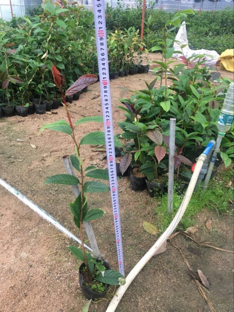 金花茶树苗30~50cm