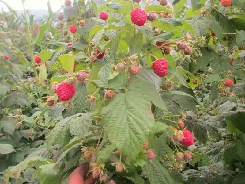 进口双季树莓苗大量批发占地当年结果树莓苗