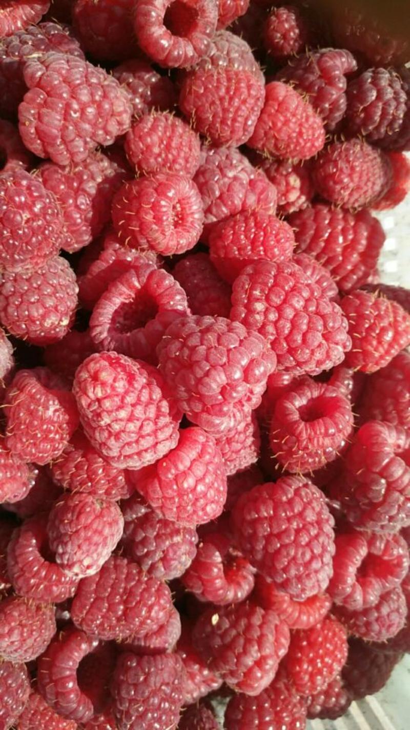 进口双季树莓苗大量批发占地当年结果树莓苗