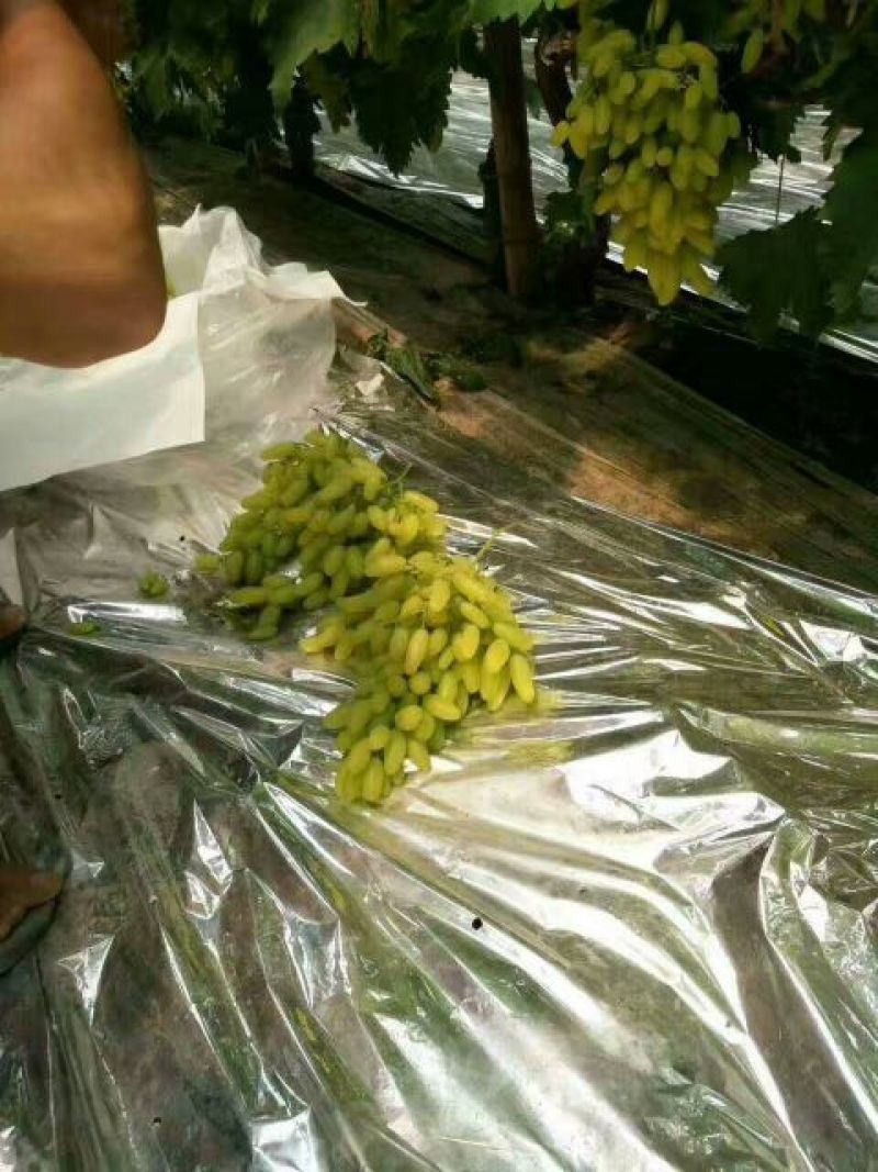 饶阳金手指葡萄-规格齐全产地直销-质量供应保障欢迎选购