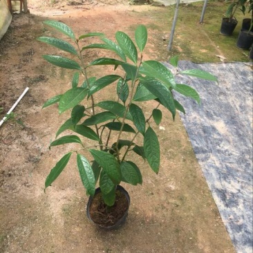 金花茶树苗50~80cm