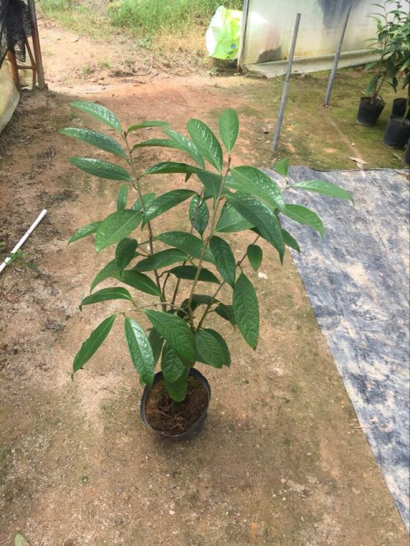 金花茶树苗50~80cm