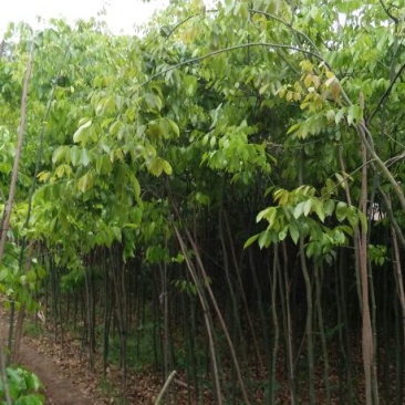 红豆树米径2-4公分通货