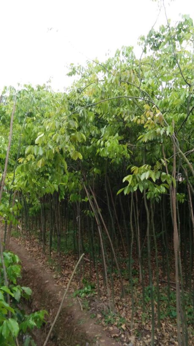 红豆树米径2-4公分通货