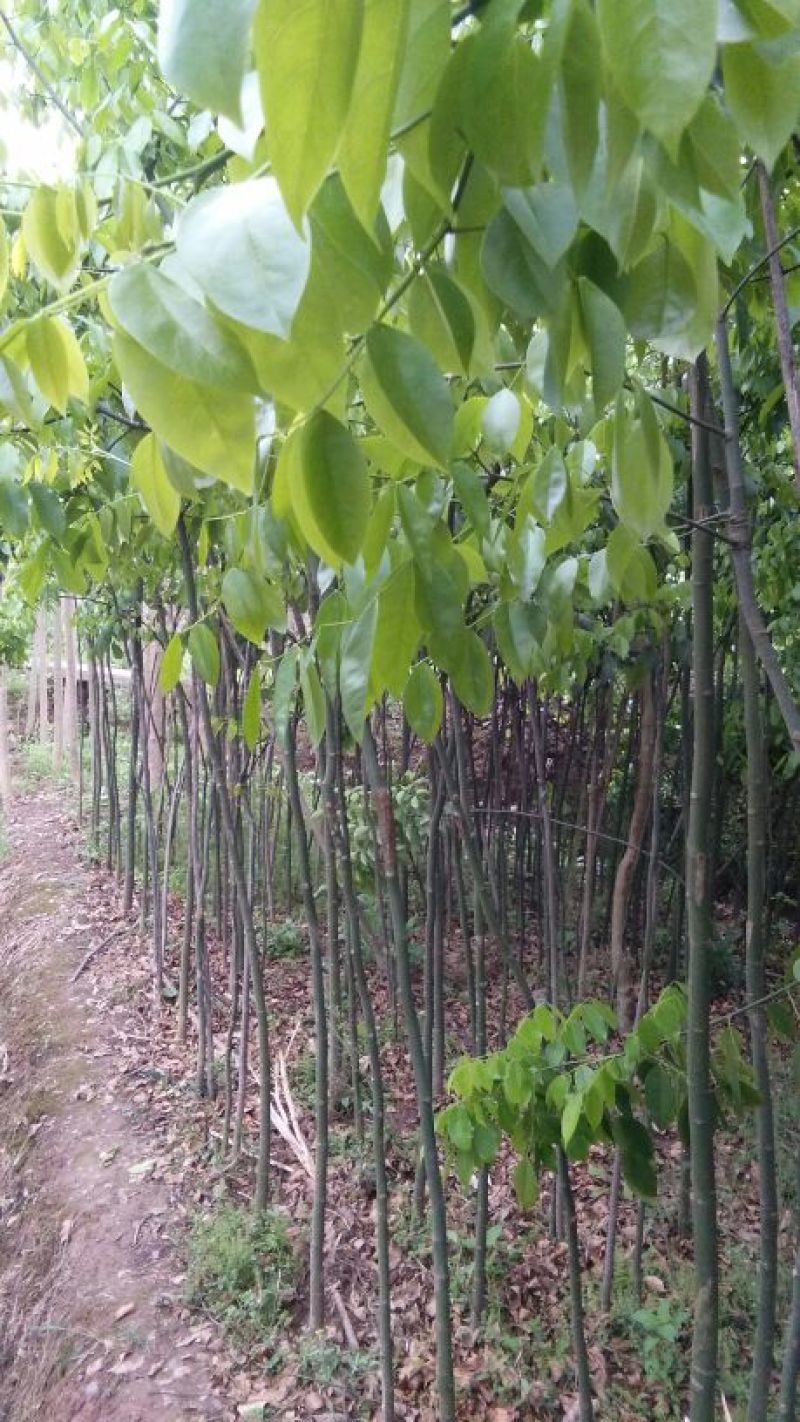 红豆树米径2-4公分通货