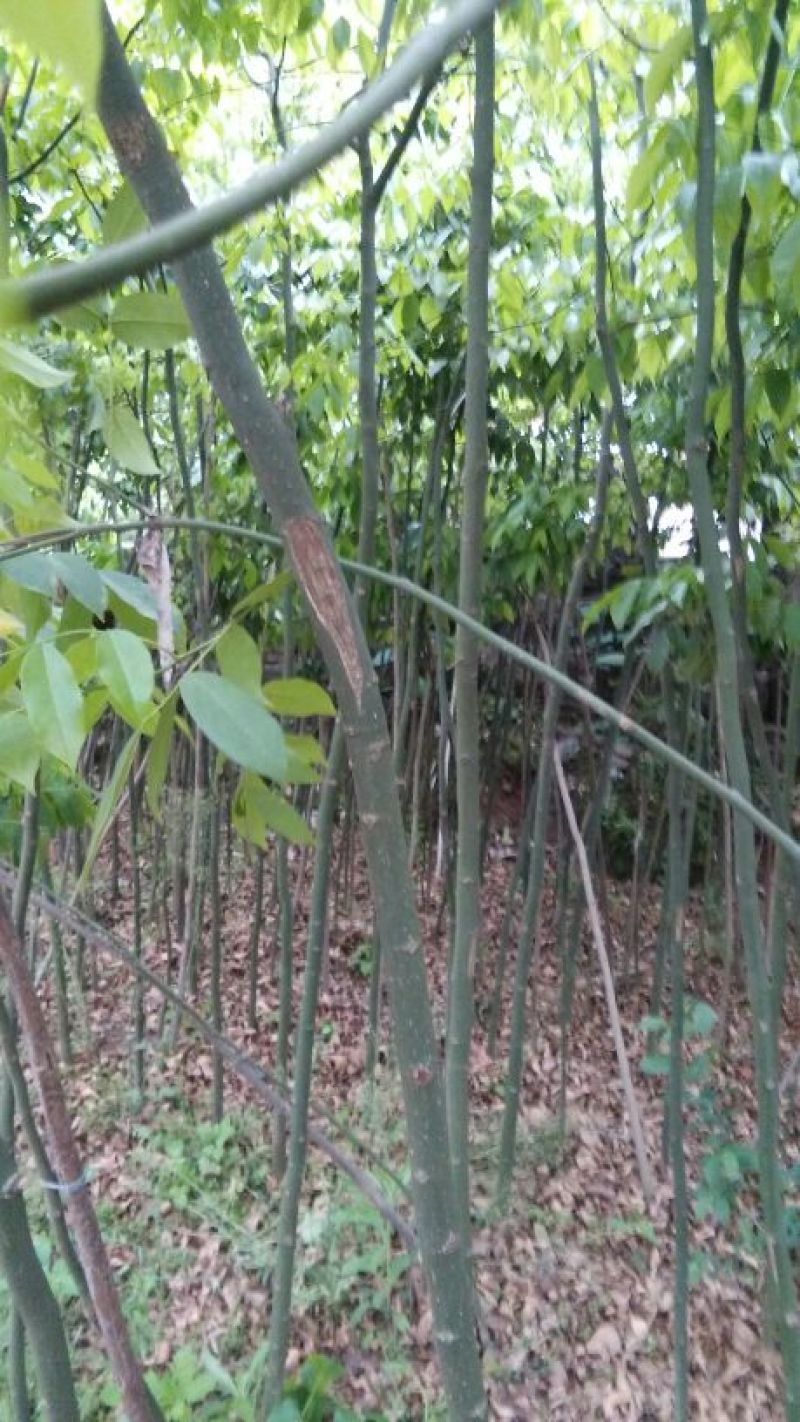 红豆树米径2-4公分通货