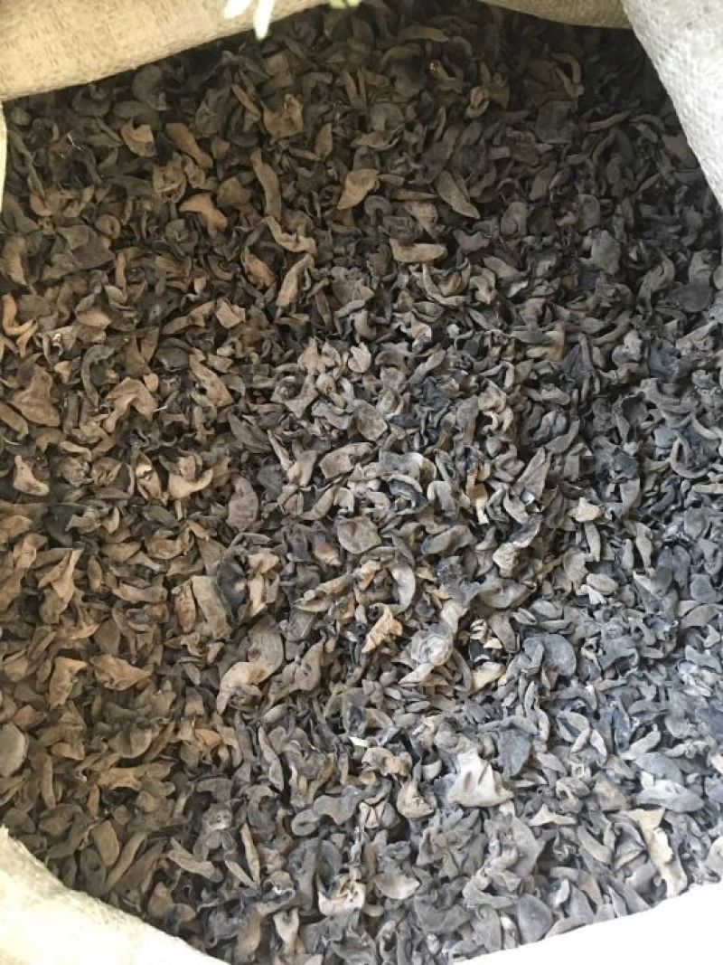 秋木耳一级