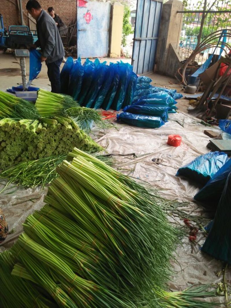 精品红帽蒜薹万亩基地50~60cm欢迎新老客户前来选购