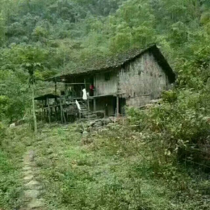 黑山羊种羊30~50斤
