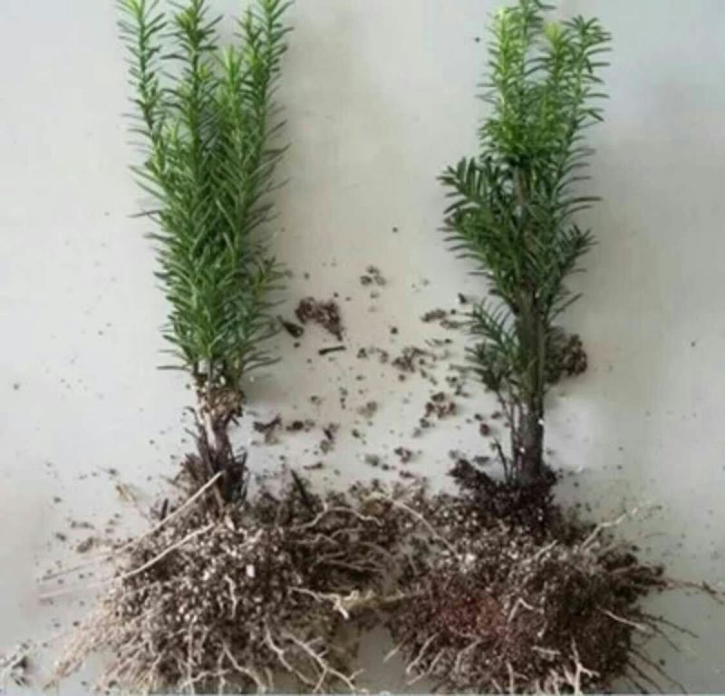 曼地亚红豆杉苗红豆杉盆景南方红豆杉大小规格齐全