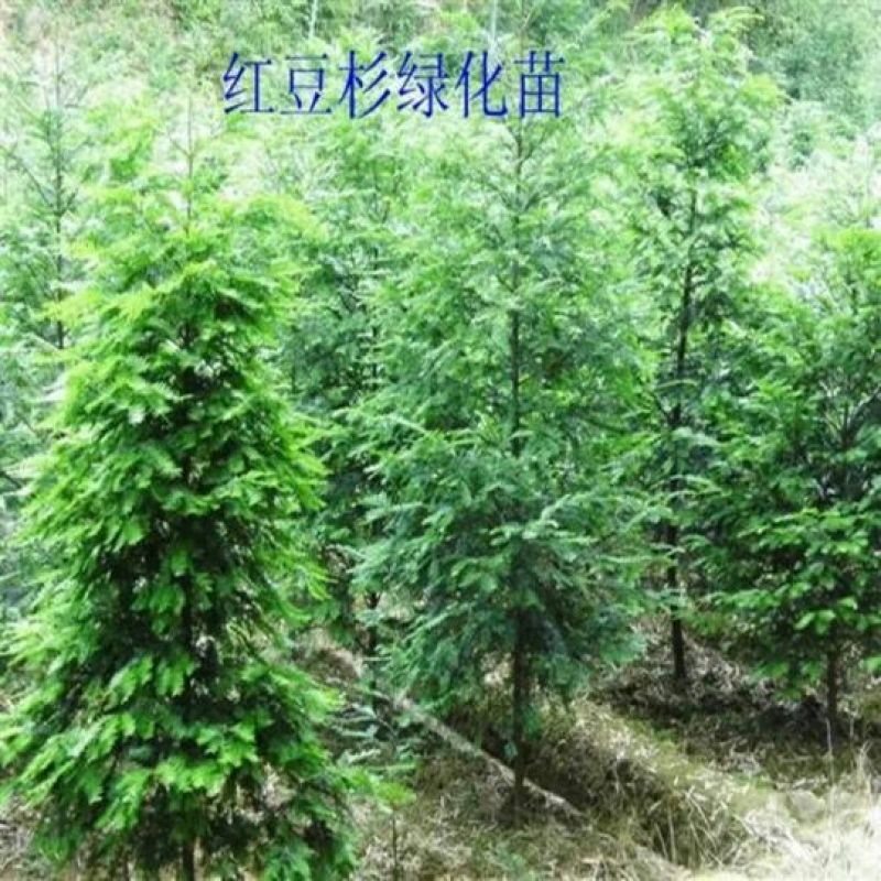 曼地亚红豆杉苗红豆杉盆景南方红豆杉大小规格齐全