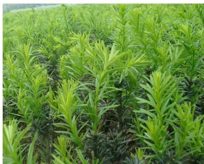 曼地亚红豆杉苗红豆杉盆景南方红豆杉大小规格齐全