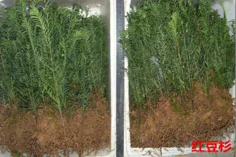 曼地亚红豆杉苗红豆杉盆景南方红豆杉大小规格齐全