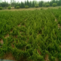 龙柏小龙柏工程绿化小龙柏基地一手货源