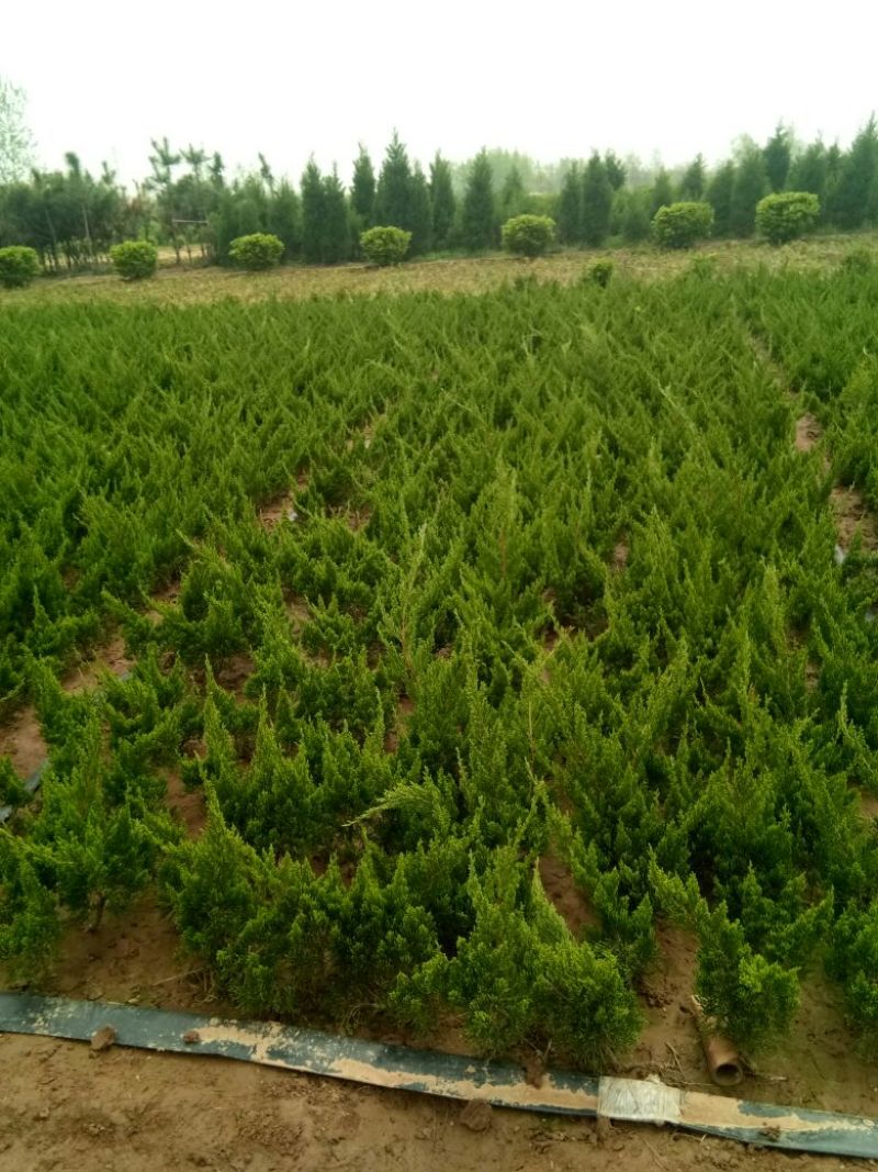 龙柏小龙柏工程绿化小龙柏基地一手货源