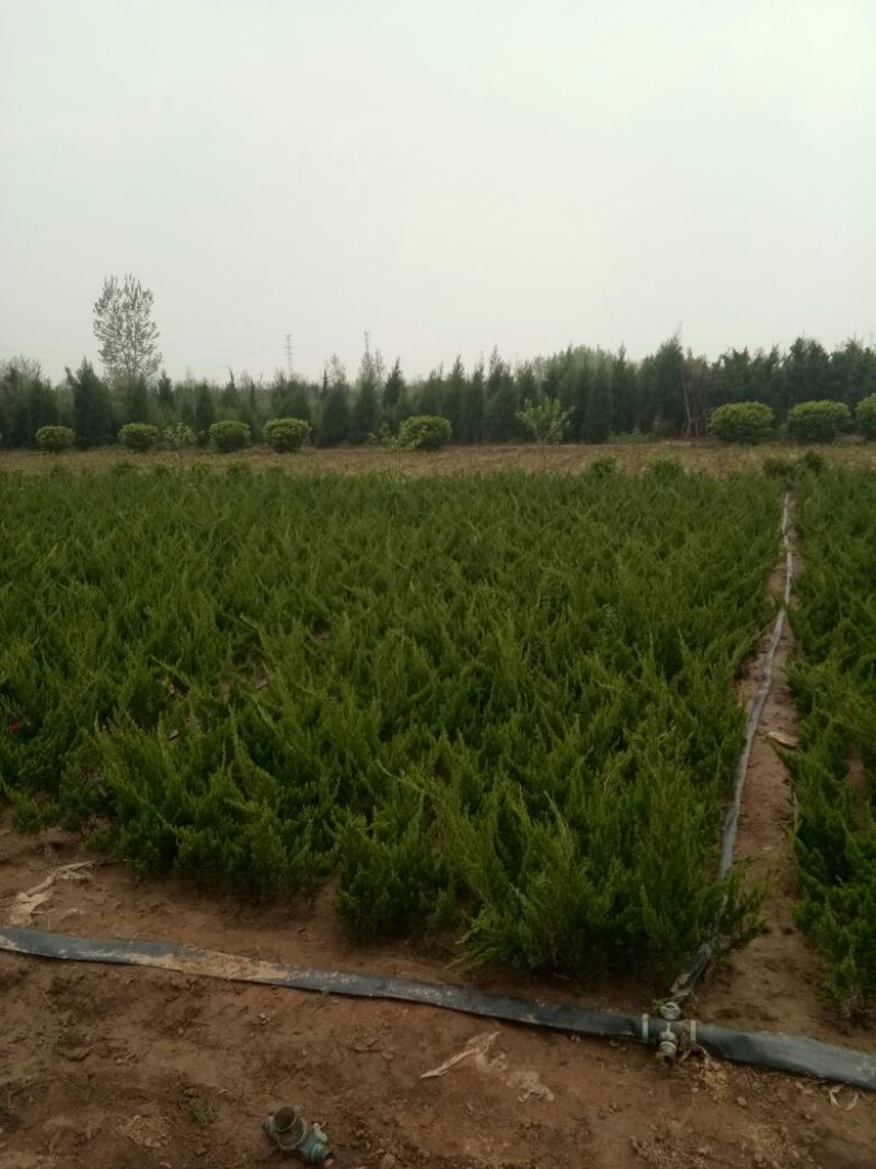 龙柏小龙柏工程绿化小龙柏基地一手货源