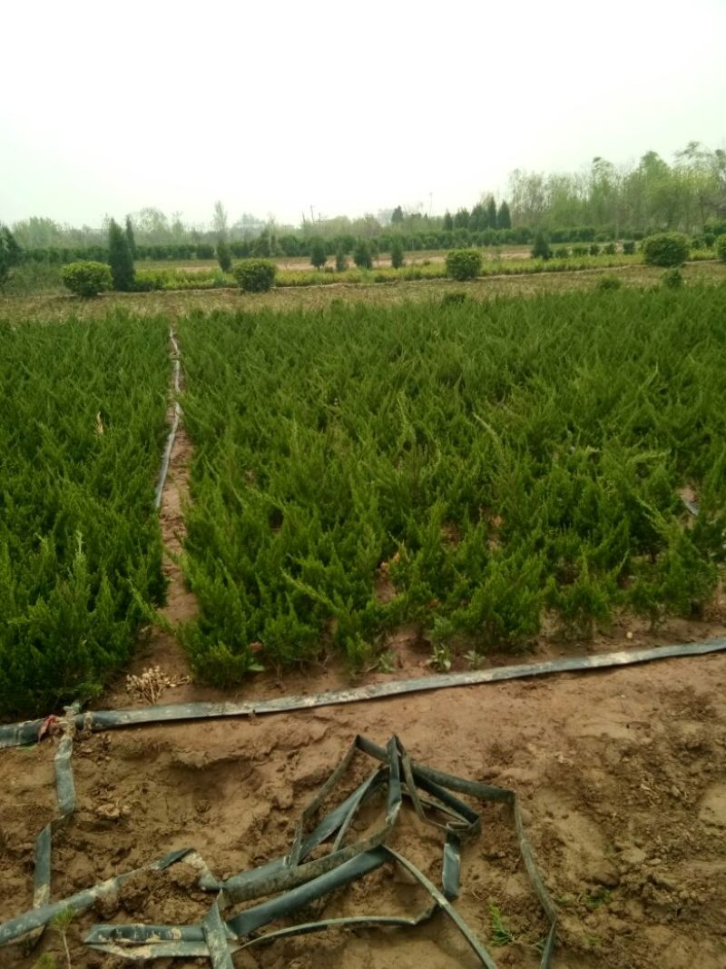 龙柏小龙柏工程绿化小龙柏基地一手货源