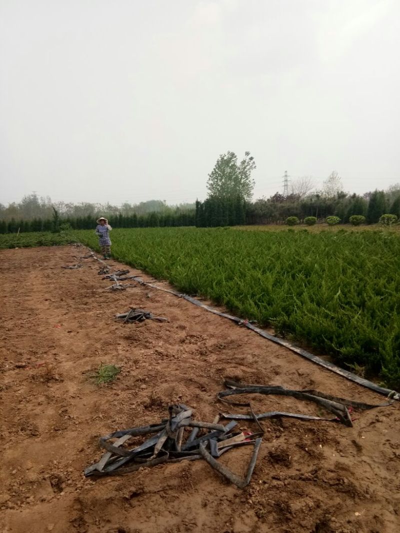 龙柏小龙柏工程绿化小龙柏基地一手货源