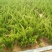 龙柏小龙柏工程绿化小龙柏基地一手货源