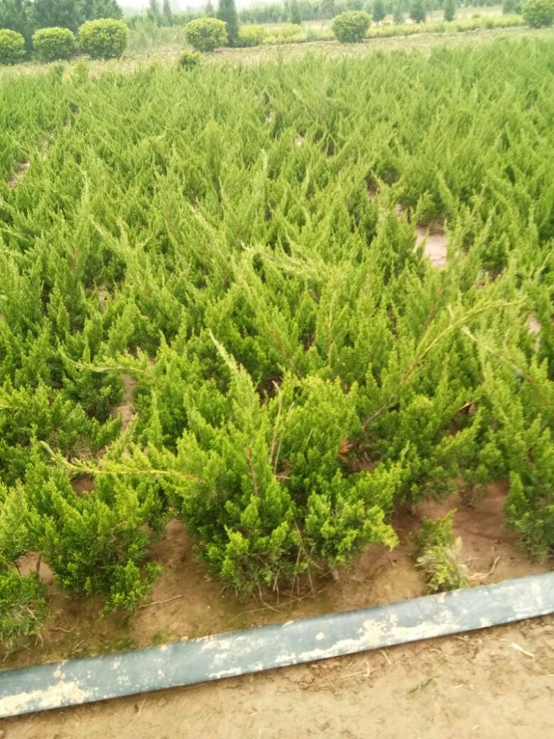 龙柏小龙柏工程绿化小龙柏基地一手货源