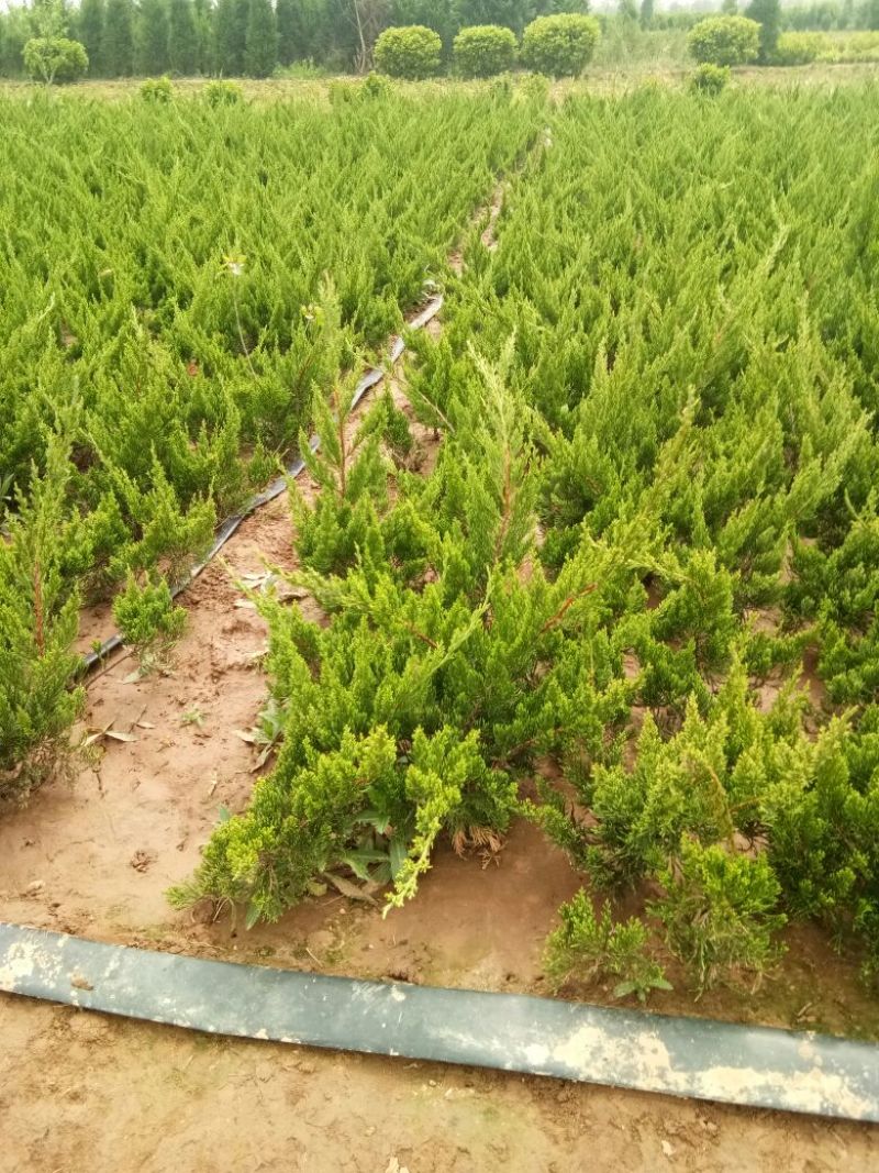 龙柏小龙柏工程绿化小龙柏基地一手货源
