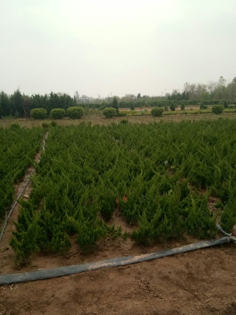 龙柏小龙柏工程绿化小龙柏基地一手货源