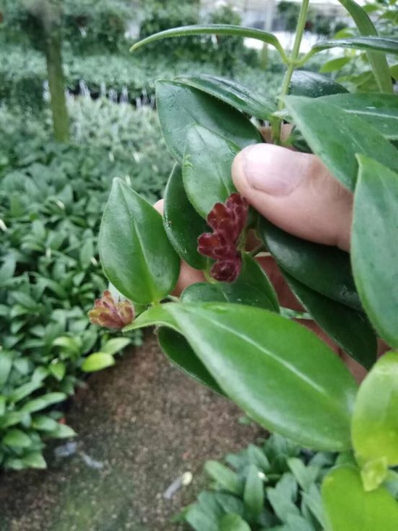 口红花
