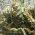 香椿芽清明节大量上市