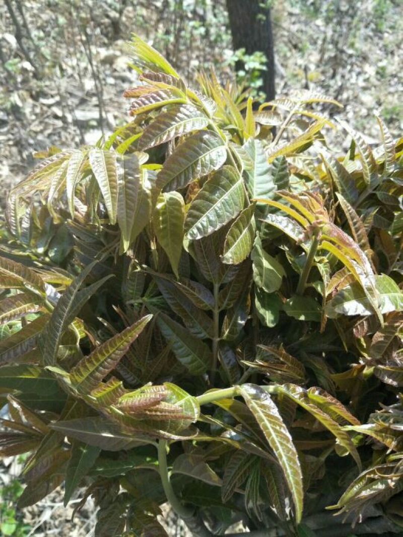 香椿芽清明节大量上市