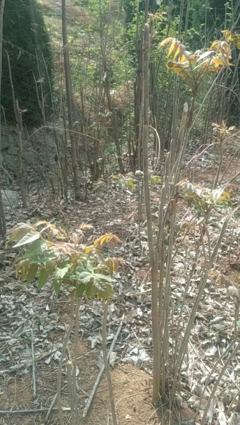香椿芽清明节大量上市
