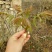 香椿芽清明节大量上市