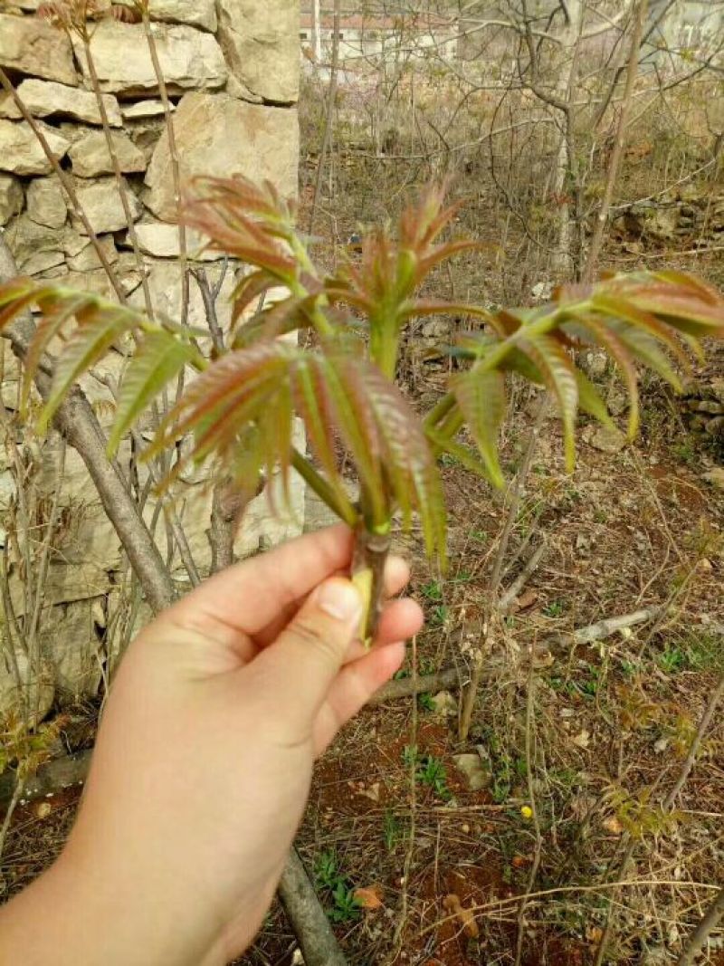 香椿芽清明节大量上市