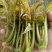 香椿芽清明节大量上市