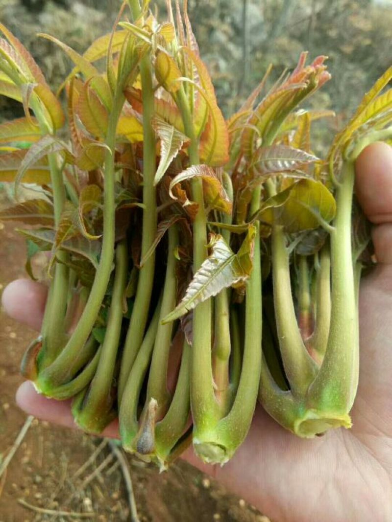 香椿芽清明节大量上市
