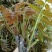 香椿芽清明节大量上市