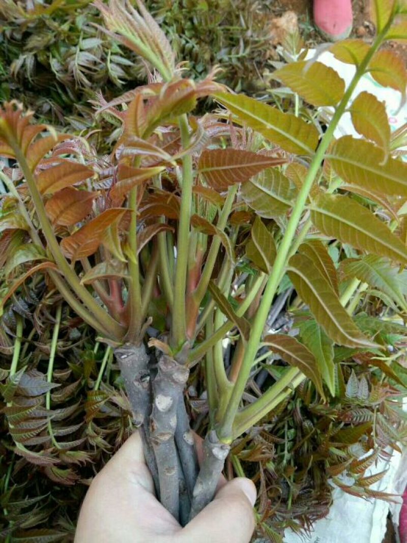 香椿芽清明节大量上市