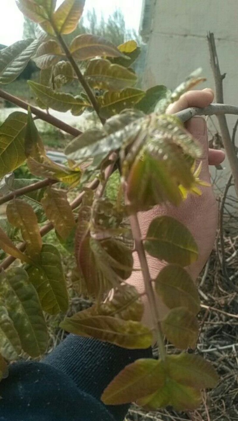 香椿芽清明节大量上市