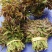 香椿芽清明节大量上市