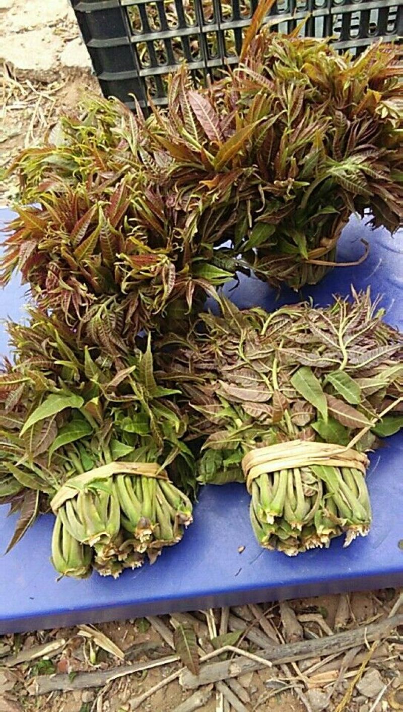 香椿芽清明节大量上市