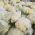 白面青梗松花菜散花2~3斤乳白，质量不错
