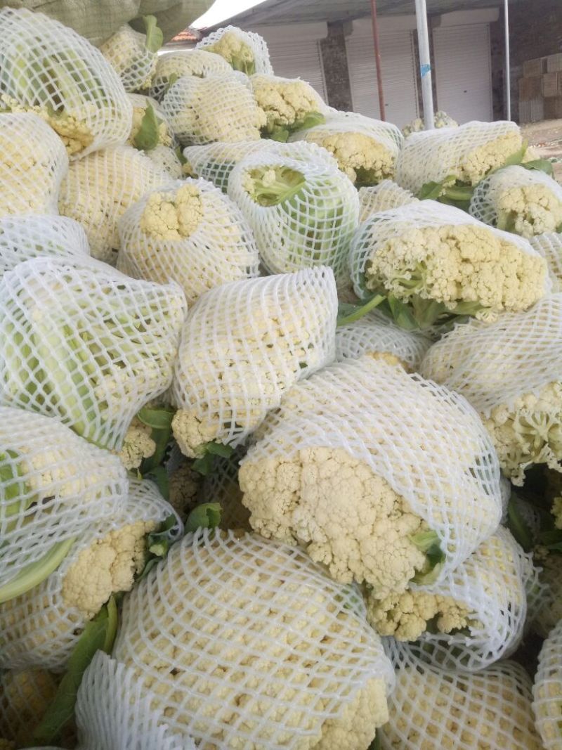 白面青梗松花菜散花2~3斤乳白，质量不错