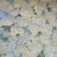 白面青梗松花菜散花2~3斤乳白，质量不错