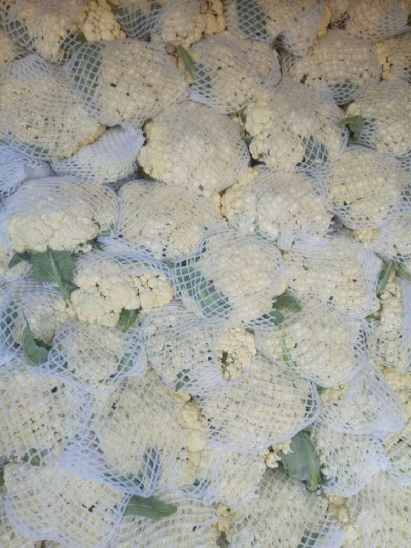 白面青梗松花菜散花2~3斤乳白，质量不错