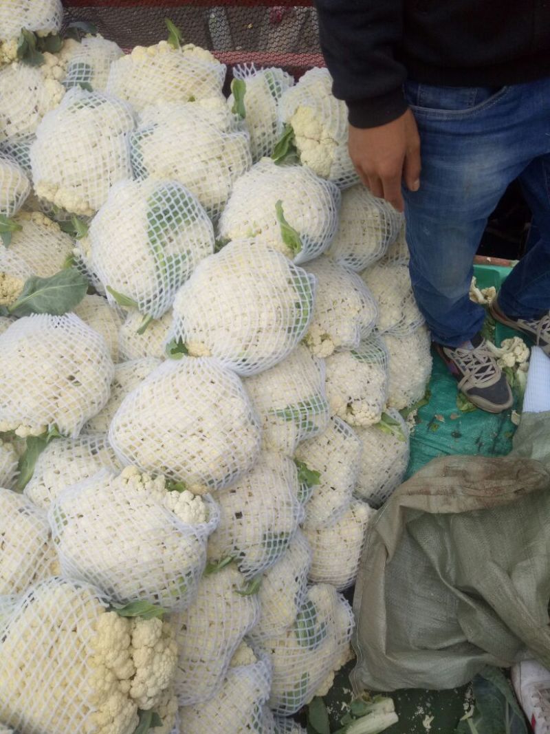 白面青梗松花菜散花2~3斤乳白，质量不错