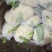 白面青梗松花菜散花2~3斤乳白，质量不错
