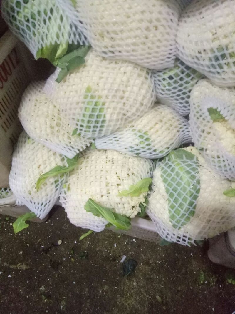 白面青梗松花菜散花2~3斤乳白，质量不错