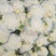 白面青梗松花菜散花2~3斤乳白，质量不错