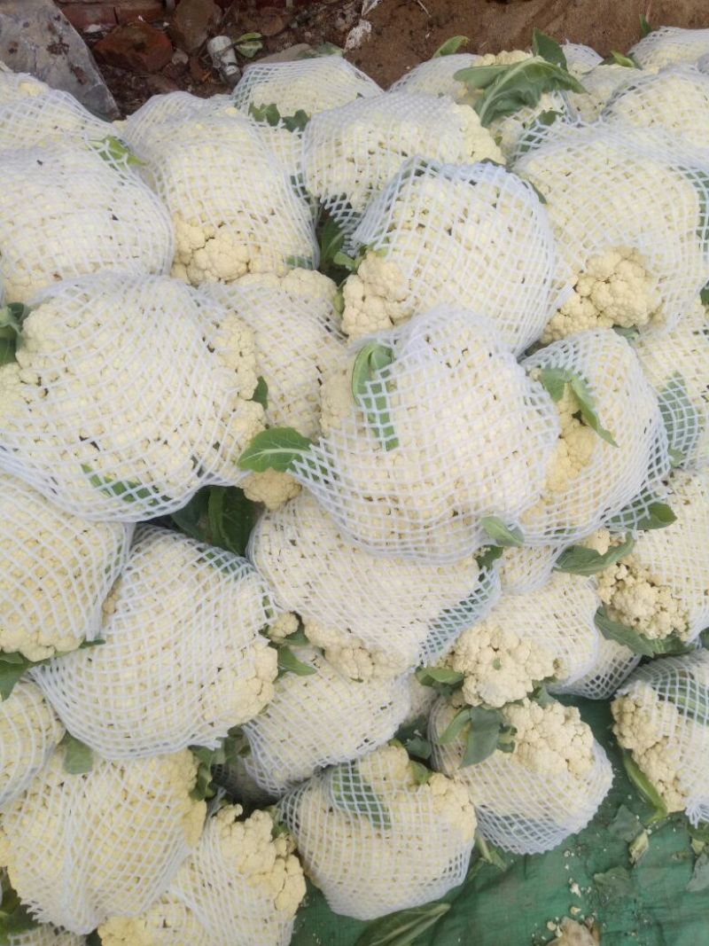 白面青梗松花菜散花2~3斤乳白，质量不错